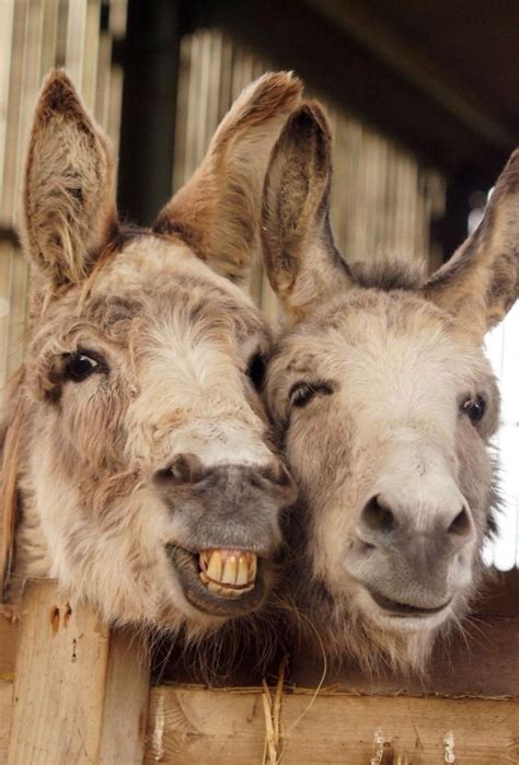 funny pics of donkeys|More.